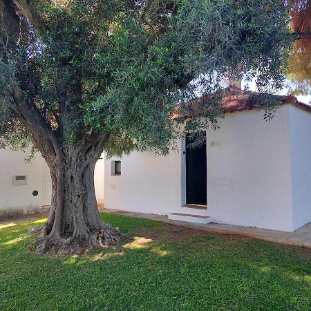 Pedras D'el Rei Olive Tree *