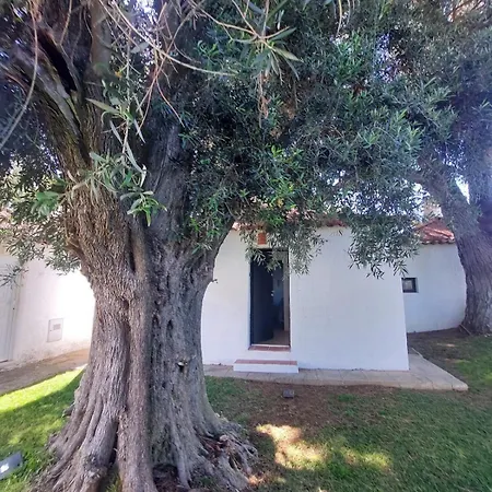 Pedras D'el Rei Olive Tree